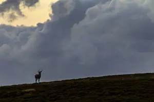 Rutting Season Denmark Drucke: Young red deer (Cervus elaphus) in front of a dramatic evening sky