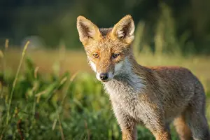 European Red Fox Drucke: Young red fox (Vulpes vulpes) roaming the fields