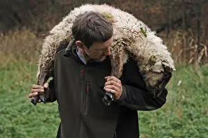 German Livestock Breed Drucke: Young shepherd carrying a young