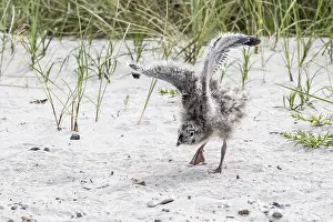 Drucke von Jungsturmseeschwalbe (Larus canus), Hohwacht, Schleswig-Holstein, Deutschland Verwandte Bilder Drucke: Jungsturmseeschwalbe, Larus canus