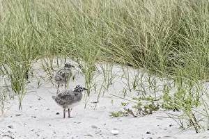 Drucke von Jungsturmseeschwalbe (Larus canus), Hohwacht, Schleswig-Holstein, Deutschland Canus Drucke: Jungsturmseeschwalbe, Larus canus