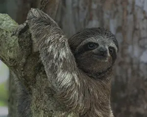 Faultier Drucke: Junges Drei-Zehen-Sloths (Gattung Bradypus) klettert, Cahuita Nationalpark, Costa Rica