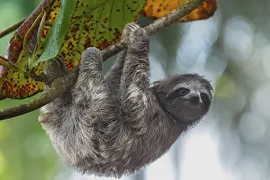 Faultier Drucke: Junges Drei-Zehner-Sloths (Gattung Bradypus)