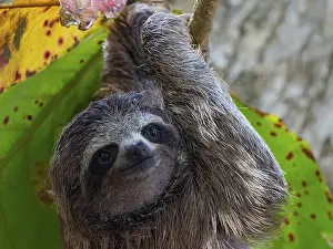 Faultier Drucke: Junges Drei-Zehen-Sloths (Gattung Bradypus) beim Nahrungssuchen.