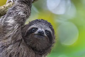 Faultier Drucke: Porträtfoto eines jungen Dreizehnfingerfaultiers (Gattung Bradypus)