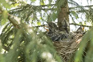 Passerine Wildlife Images Drucke: Young thrush chicks in their nest