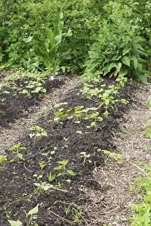 Vegetable Garden Drucke: Young vegetable plants growing in vegetable garden plot in backyard in spring