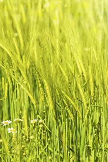 Wheatfield Scenery Drucke: Young Wheat Crop In A Field
