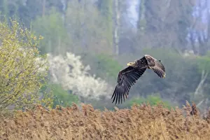 In Flight Wildlife Photos Drucke: Young white-tailed eagle, Eurasian sea eagle
