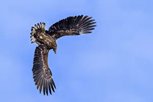 Birds Flying High Drucke: Young white-tailed eagle, Eurasian sea eagle