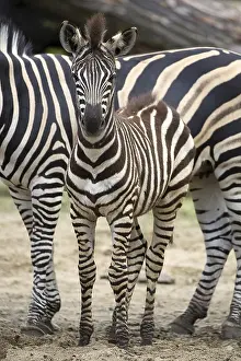 Young Zebra Drucke: Young zebra in a clearing