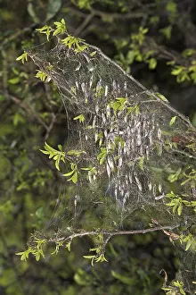 Butterfly Development Stage Drucke: Yponomeuta spec, ghost moth with web
