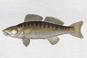 Zander (Sander lucioperca), Handgemaltes Kupferstich von Friedrich Justus Bertuch Kinderbuch