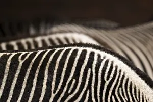 No People Animals Drucke: Zebra
