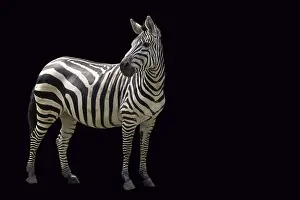 African Wildlife Drucke: Zebra on a black background