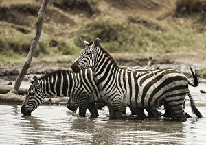 Tanzania Wildlife Photography Drucke: Zebras standing and drinking in a river