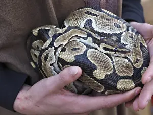 Drucke von Tierpfleger hält Ball-Python mit schöner Musterung, zeigt Reptils einzigartige Schuppenstruktur. Tierpfleger hält Ball-Python mit schöner Musterung, zeigt Reptil seine einzigartige Schuppenstruktur Python Drucke: Tierpfleger hält Ballpython mit schöner Musterung.