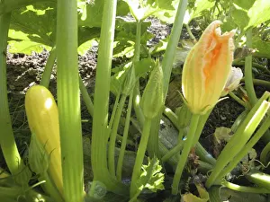 Vegetable Garden Drucke: Zucchini