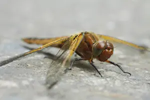 Threatened Species Europe Drucke: Zweifleck (Epitheca bimaculata)