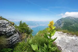 Berge Drucke: Gardasee-Print vom Monte Baldo