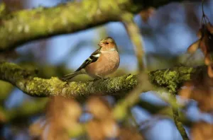 Fringilla Coelebs Drucke: Buchfink