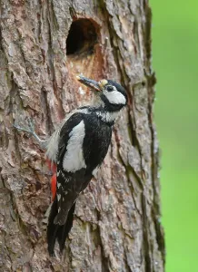 Dendrocopos Major Drucke: Buntspecht