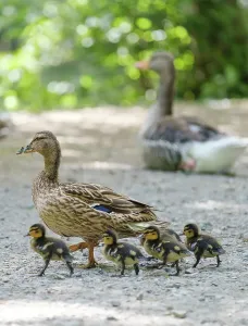 Drucke von Eine Ente läuft mit ihrem Nachwuchs über einen Radweg. Im Hintergrund sitzt dabei eine Gans Mai Drucke: Entenmutter-Print mit Nachwuchs auf Radweg