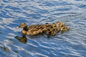 Drucke von Eine Ente schwimmt mit ihrem Nachwuchs auf einem See Mai Drucke: Entenmutter-Print, Vögel auf einem See