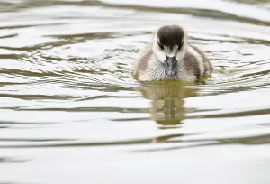 Vögel Drucke: Nilgans-Nachwuchs-Print Stuttgart