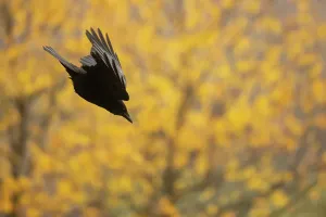 Vögel Drucke: Odenwald-Druck mit Krähe im Sturzflug