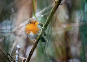 Naturschutzgebiet Deutschland Drucke: Rotkehlchen