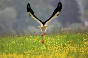 Vögel Drucke: Storch-Print mit Vogel in der Luft