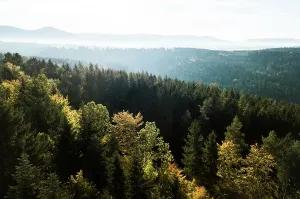 Wald Drucke: Schwarzwald Forest Print