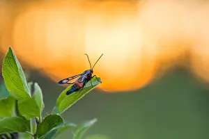 German Wildlife Fauna Images Drucke: #42122673