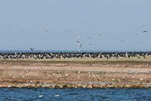 Bird Colony Drucke: Aalscholver, Greater Cormorant, Phalacrocorax carbo