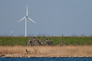 Phalacrocorax Carbo Habitat Drucke: Aalscholver, Greater Cormorant, Phalacrocorax carbo