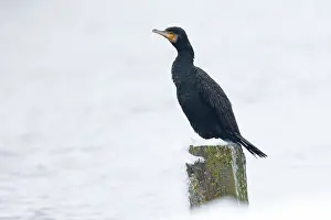 Aalschliefer, Großer Alkenraub, Phalacrocorax carbo