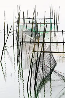 Phalacrocorax Carbo Drucke: Aalscholver, Greater Cormorant, Phalacrocorax carbo