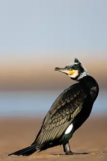 Phalacrocorax Carbo Images Drucke: Aalscholver, Greater Cormorant, Phalacrocorax carbo
