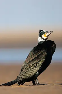 Breeding Plumage Birds Drucke: Aalscholver, Greater Cormorant, Phalacrocorax carbo