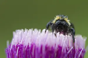 Bombus Terrestris Drucke: Aardhommel, Buff-tailed Bumblebee, Bombus terrestris