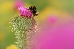 Bombus Terrestris Drucke: Aardhommel, buff-tailed bumblebee, Bombus terrestris