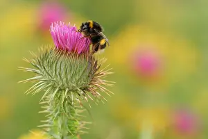 Bombus Terrestris Drucke: Aardhommel, buff-tailed bumblebee, Bombus terrestris