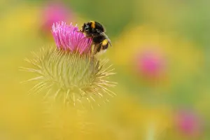 Bombus Terrestris Drucke: Aardhommel, buff-tailed bumblebee, Bombus terrestris