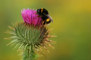 Bombus Terrestris Drucke: Aardhommel, buff-tailed bumblebee, Bombus terrestris