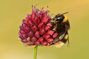 Bombus Terrestris Drucke: Aardhommel, Buff-tailed Bumblebee, Bombus terrestris