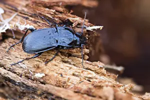 Abax parallelepipedus