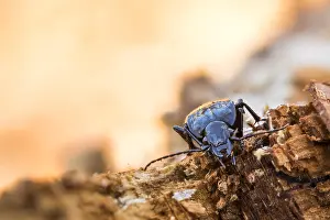 Baden Wurttemberg Fauna Drucke: Abax parallelepipedus