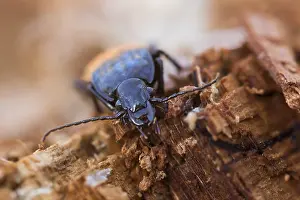 Baden Wurttemberg Fauna Drucke: Abax parallelepipedus