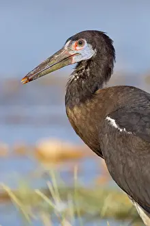 Gerahmter Druck : Abdim-Storch Gerahmter Druck : Abdim-Storch